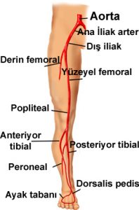 Bacakların Damar Tıkanıklığı Hastalığı Nedir? Nasıl Tedavi Edilir?